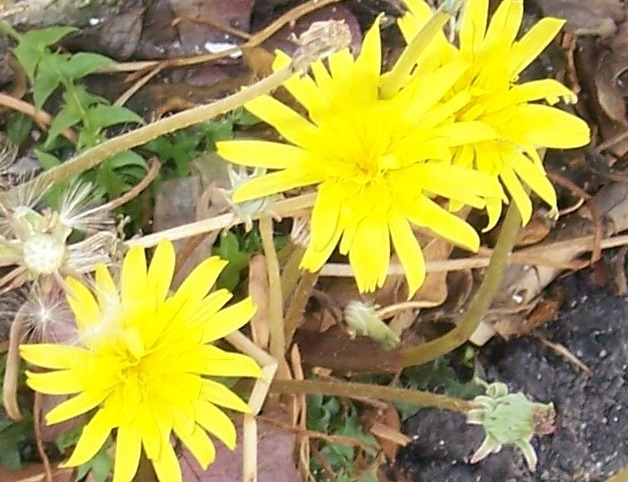 Taraxacum sp.